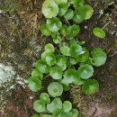 Umbilicus rupestris (Salisb.) DandyUmbilicus rupestris (Salisb.) Dandy