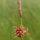 Carex durieui Steud. ex KunzeCarex durieui Steud. ex Kunze