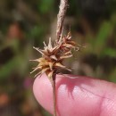 Carex durieui Steud. ex KunzeCarex durieui Steud. ex Kunze