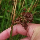 Juncus effusus L.Juncus effusus L.