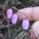 Daboecia cantabrica (Huds.) C. KochDaboecia cantabrica (Huds.) C. Koch