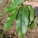 Castanea sativa Mill.Castanea sativa Mill.