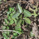 Veronica officinalis L.Veronica officinalis L.