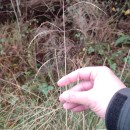 Deschampsia cespitosa (L.) P.Beauv.Deschampsia cespitosa (L.) P.Beauv.