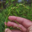Persicaria hydropiper (L.) SpachPersicaria hydropiper (L.) Spach