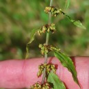 Rumex conglomeratus MurrayRumex conglomeratus Murray