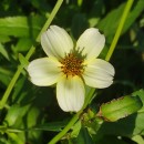 Bidens aurea (Aiton) SherffBidens aurea (Aiton) Sherff