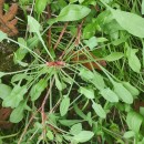 Rumex acetosella  L.Rumex acetosella L.