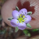 Spergularia rubra (L.) J. & C. PreslSpergularia rubra (L.) J. & C. Presl