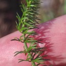 Trocdaris verticillatum (L.) Raf.Trocdaris verticillatum (L.) Raf.