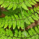 Dryopteris guanchica Gibby & JermyDryopteris guanchica Gibby & Jermy