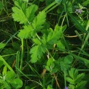 Erodium moschatum (L.) L’Her.Erodium moschatum (L.) L’Her.