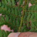 Polystichum setiferum (Forssk.) Woyn.Polystichum setiferum (Forssk.) Woyn.