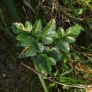 Angelica pachycarpa LangeAngelica pachycarpa Lange