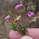 Erica umbellata L.Erica umbellata L.