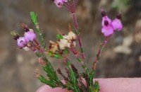 Erica umbellata L.Erica umbellata L.