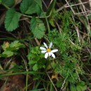 Anthemis arvensis L. subsp. arvensisAnthemis arvensis L. subsp. arvensis