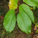 Prunus avium L.Prunus avium L.