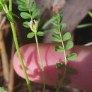 Ornithopus perpusillus L.Ornithopus perpusillus L.