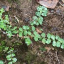 Hypericum humifusum L.Hypericum humifusum L.