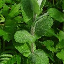Mentha suaveolens Ehrh.Mentha suaveolens Ehrh.