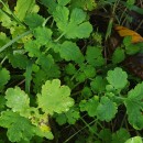 Chelidonium majus L.Chelidonium majus L.