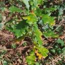 Quercus robur L.Quercus robur L.