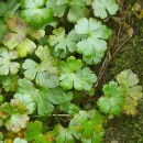 Geranium lucidum L.Geranium lucidum L.