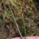 Juncus acutiflorus Ehrh. ex Hoffm.Juncus acutiflorus Ehrh. ex Hoffm.