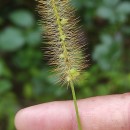 Setaria pumila (Poir.) Schult.Setaria pumila (Poir.) Schult.