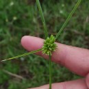 Cyperus eragrostis Lam.Cyperus eragrostis Lam.