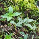 Mercurialis perennis L.Mercurialis perennis L.