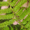 Polystichum setiferum (Forssk.) Woyn.Polystichum setiferum (Forssk.) Woyn.