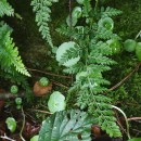 Asplenium obovatum Viv. subsp. billotii (F.W.Schultz) O.Bolòs, Vigo, Masalles & NinotAsplenium obovatum Viv. subsp. billotii (F.W.Schultz) O.Bolòs, Vigo, Masalles & Ninot