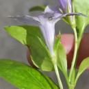 Vinca difformis Pourr.Vinca difformis Pourr.