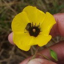 Tuberaria globulariifolia (Lam.) Willk.Tuberaria globulariifolia (Lam.) Willk.