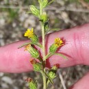 Dittrichia graveolens (L.) Desf.Dittrichia graveolens (L.) Desf.