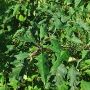 Datura stramonium L.Datura stramonium L.