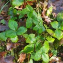 Fragaria vesca L.Fragaria vesca L.