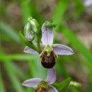Ophrys apifera Huds.Ophrys apifera Huds.