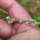 Fallopia convolvulus (L.) A. LöveFallopia convolvulus (L.) A. Löve