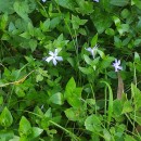 Vinca difformis Pourr.Vinca difformis Pourr.