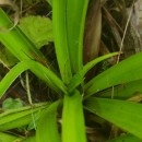 Luzula sylvatica (Huds.) Gaudin subsp. henriquesii (Degen) P. SilvaLuzula sylvatica (Huds.) Gaudin subsp. henriquesii (Degen) P. Silva