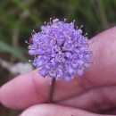 Succisa pratensis MoenchSuccisa pratensis Moench