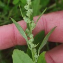 Chenopodium album L.Chenopodium album L.
