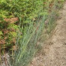 Cytisus striatus (Hill.) Rothm.Cytisus striatus (Hill.) Rothm.