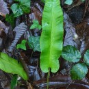 Asplenium scolopendrium L.Asplenium scolopendrium L.