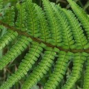 Dryopteris filix-mas (L.) SchottDryopteris filix-mas (L.) Schott