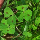 Medicago arabica (L.) Huds.Medicago arabica (L.) Huds.