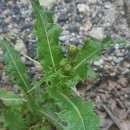 Sonchus asper (L.) HillSonchus asper (L.) Hill